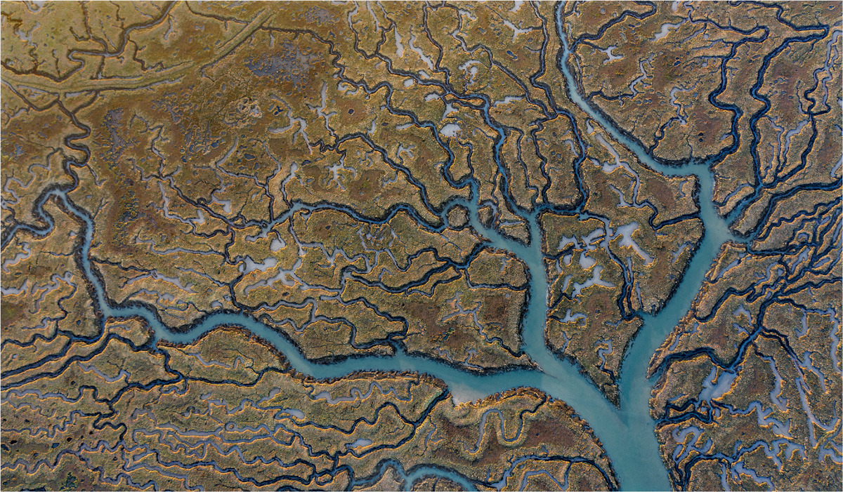 The Tree Of Life,  Ray Creek    M Rivers